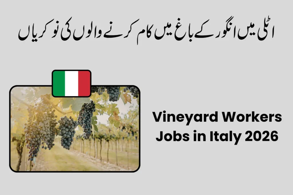 Vineyard Workers Jobs in Italy 2026