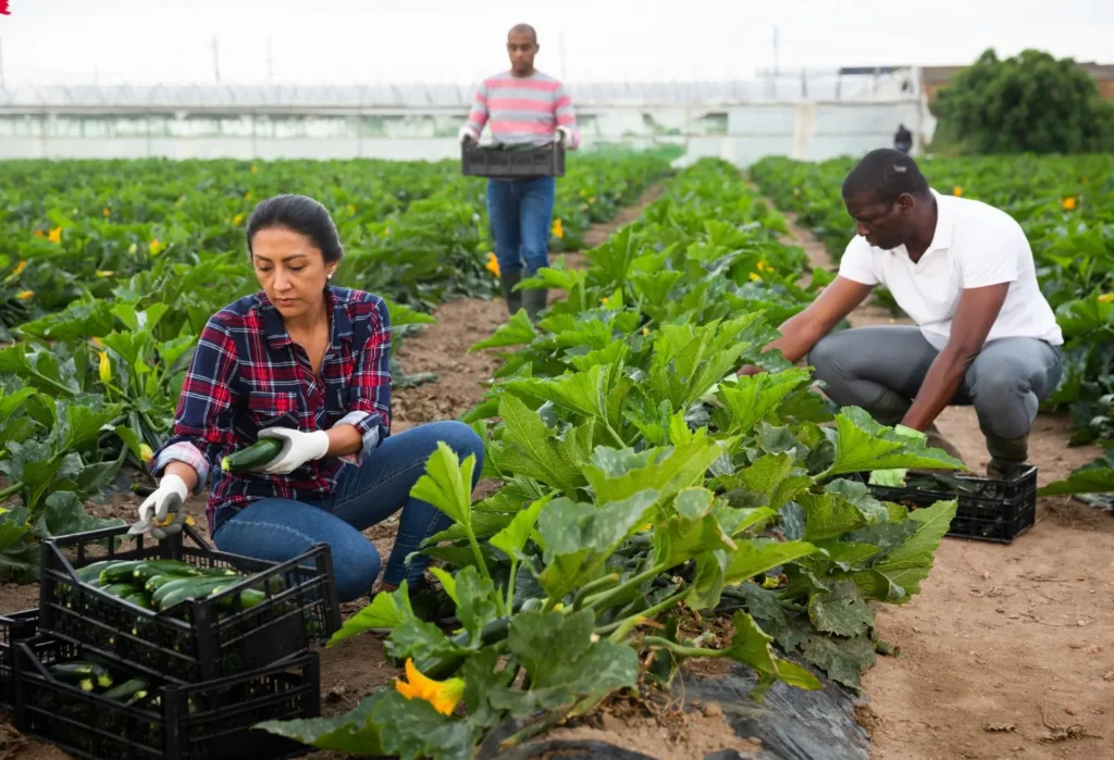 Seasonal Farm Work in Italy Visa Options and Highest-Paying Regions