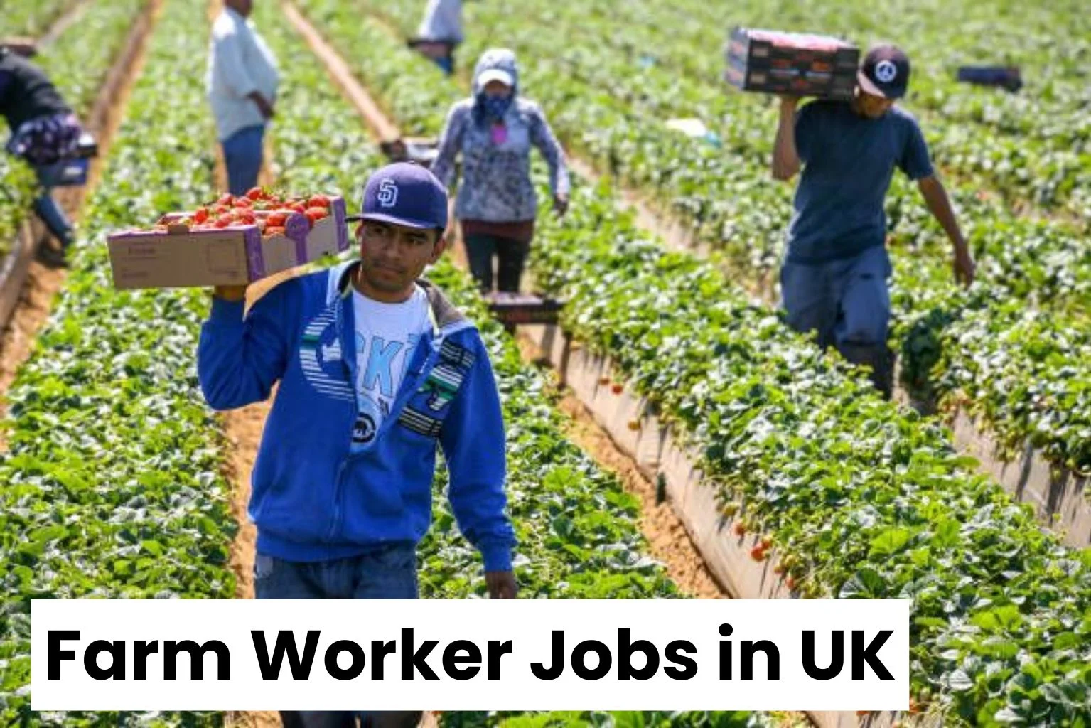 Farm Worker Jobs in UK